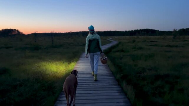 Woman with Vizsla dog walks through peat bog at wooden path at dusk, lighting her way with headlamp on head, returning from autumn wetland with basket full of mushrooms back view. Foraging wild food. 