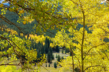 autumn leaves background