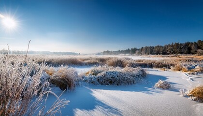 Frozen Wetlands Covered In Snow And Reeds Stretch Under A Bright Winter Sun And A Clear Blue Sky With A Dark Forest In The Distance