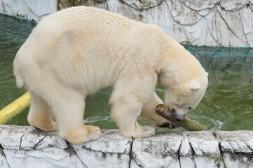 おもちゃを発見したホッキョクグマ