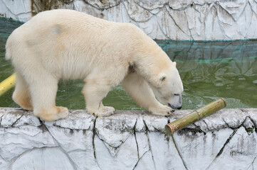 池の周りを悠々と歩くホッキョクグマ