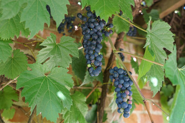 Two black grapevines growing by the house in Suffolk, England, in September.