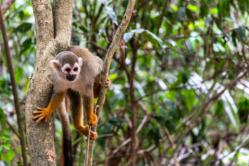 Guianan squirrel monkey, Saimiri sciureus at the sloth path on the Jari Canal at Alter do Chao, Santarem, Para, Brazil