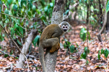 Obraz premium Guianan squirrel monkey, Saimiri sciureus at the sloth path on the Jari Canal at Alter do Chao, Santarem, Para, Brazil