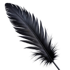 Detailed, isolated image of a sleek, dark-colored bird feather