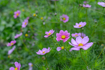 lots of pink flowers in the natural environment on the field. High-quality detailing of wildflower backgrounds. High quality photo