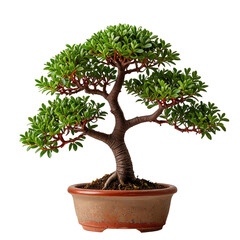 Obraz premium Small, lush bonsai tree with vibrant green leaves, a brown trunk, and a pot