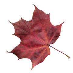 A leaf with a red and yellow color. The leaf is on a white background. The leaf is in a natural setting. Concept of autumn and the changing of the seasons.