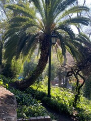 Naklejka premium tropical forest with palm trees