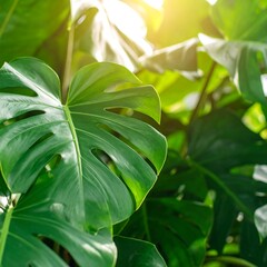 Lush Green Monstera Leaves Sunlight