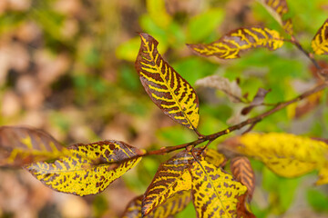 Autumn leaves background with yellow foliage on a branch. yellow color of the leaf with brown stripes. High quality photo