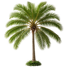 Obraz premium Tall palm tree with green fronds isolated on black background