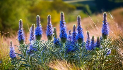 Viper S Bugloss Blueweed Echium Vulgare Flowers Closeup Selective Focus
