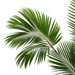 Obraz premium Detailed close-up of vibrant green palm fronds on a dark background