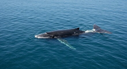 Fototapeta premium Humpback whale swimming on the ocean surface with dorsal fin and tail visible