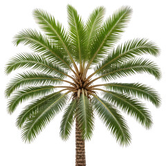Isolated palm tree with lush green fronds, detailed texture, and dark background