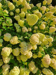 White Hydrangea bushes in the park. Summer. Shot on a phone camera. Closeup