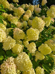White Hydrangea bushes in the park. Summer. Shot on a phone camera. Closeup