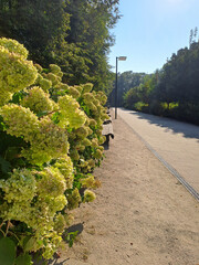 White Hydrangea bushes in the park. Summer. Shot on a phone camera