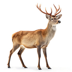 Fototapeta premium A full body shot of a red deer with large antlers standing on a white background looking to the right