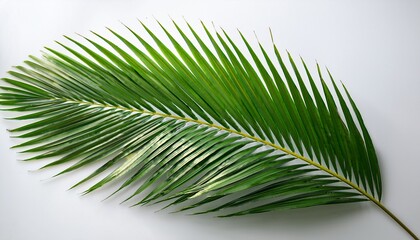 Fototapeta premium Isolated Palm Leaf
