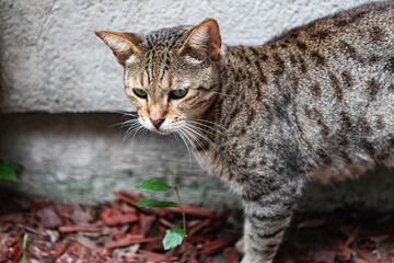 Closeup of a Watchful Savannah Cat in Natural Habitat