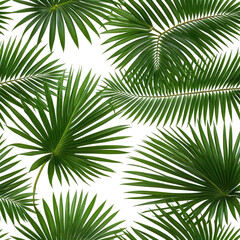 Obraz premium Tropical palm leaves, vibrant green fan shape on black background