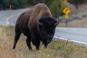 Obraz na płótnie Canvas Majestic bison grazing near a winding road in Yellowstone National Park, showcasing the wild beauty of American wildlife and the spirit of nature