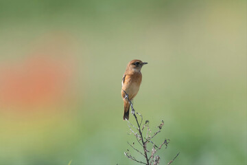 秋の農耕地に飛来したノビタキ