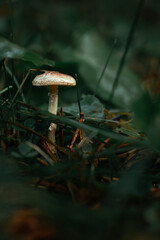 Autumn Mushroom Close-Up in the Forest