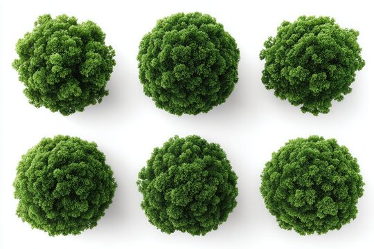 Six stylized, top-down views of small, rounded trees, densely packed with green foliage, set against a plain white background.  The trees appear uniform in shape and size
