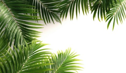 Fototapeta premium Tropical palm fronds frame a white background. Lush green palm leaves form a border around a blank center