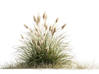 A cluster of light beige grass plumes rises from a dense base of green and tan grasses