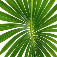 Obraz premium Close-up of a vibrant green fan palm leaf, radiating from center
