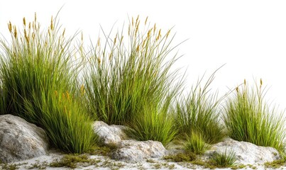 Lush green grass and light gray rocks