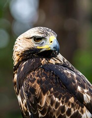 Obraz premium Close-up of a golden eagle