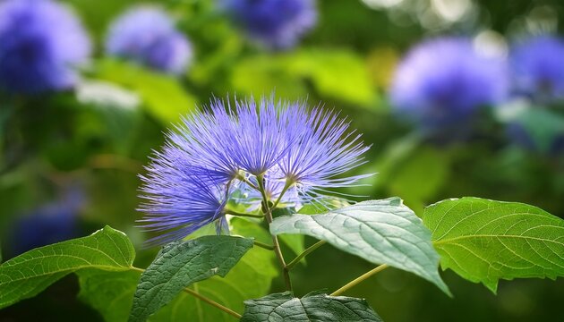 Nicandra Physalodes In Summer With A Shallow Depth Of Field