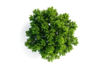 Overhead view of a lush green tree