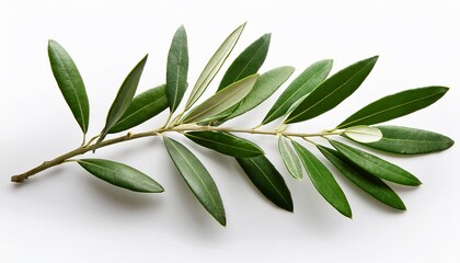 An Olive Tree Branch With Green Leaves Isolated Against A White Background Complete With A Clipping Path