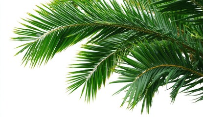 Fototapeta premium Lush palm fronds against white background (1)