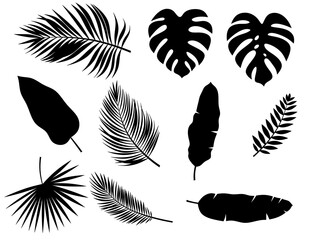 Obraz premium set of tropical palm and banana leaves. Silhouettes of leaves for design, banners, posters, invitations, and decorative projects.