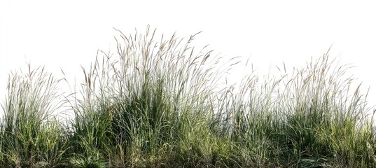 Fototapeta premium Lush grass field, isolated on white