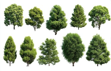 Twelve diverse trees, vibrant green foliage, isolated white background