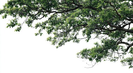 Lush green foliage on tree branches against a white background