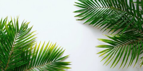 Fresh green palm fronds on white background