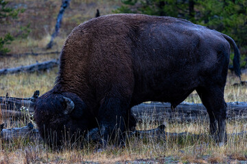 Majestic bison grazing peacefully in Yellowstone National Park, a stunning symbol of the American...