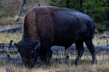 Majestic bison grazing peacefully in Yellowstone National Park, a symbol of American wildlife and...