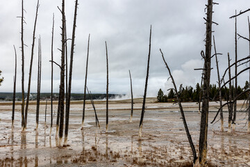 Mystical geothermal landscape with barren trees and moody skies, perfect for travel blogs, nature...