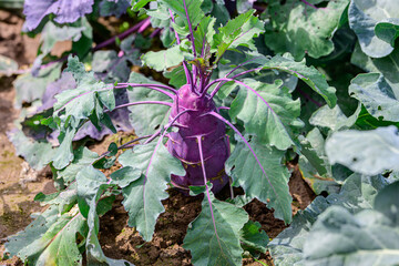 Purple kohlrabi growing in the garden with green leaves on fertile soil, fresh organic vegetable close-up