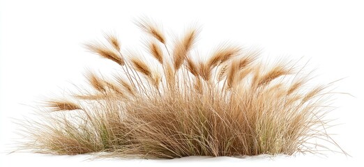 Cluster of light brown ornamental grass against a white background